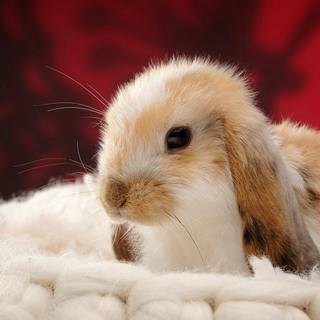 Mini lop wallpaper