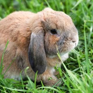 Mini lop wallpaper
