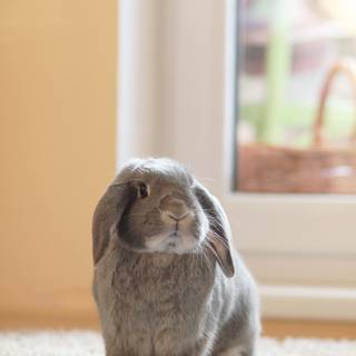 Mini lop wallpaper
