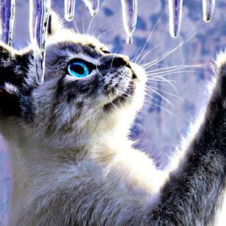 Ice Cat wallpaper