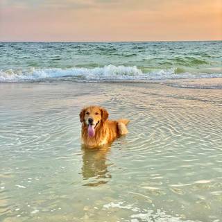 Dog beach wallpaper