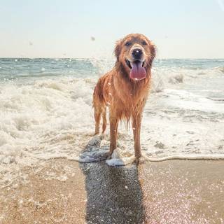 Dog beach wallpaper