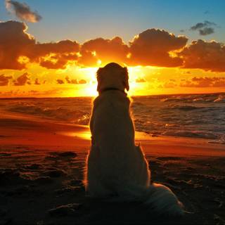 Dog beach wallpaper