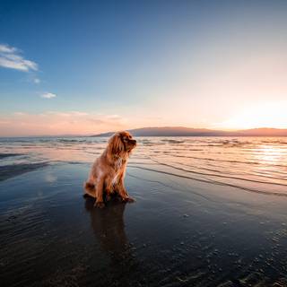 Dog beach wallpaper
