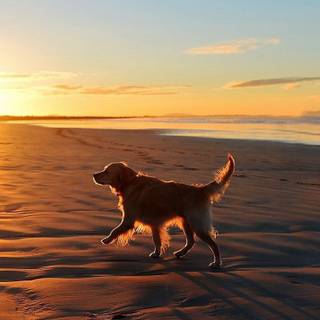 Dog beach wallpaper