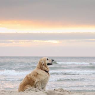 Dog beach wallpaper