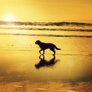 Dog beach wallpaper