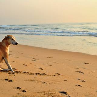 Dog beach wallpaper