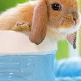 Mini lop wallpaper