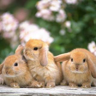 Mini lop wallpaper