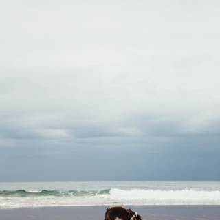 Dog beach wallpaper