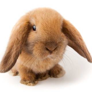 Mini lop wallpaper
