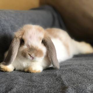 Mini lop wallpaper