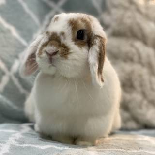 Mini lop wallpaper
