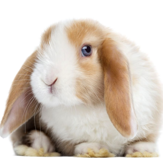 Mini lop wallpaper