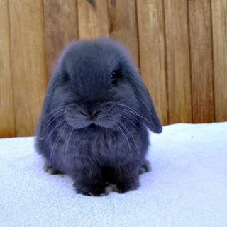 Mini lop wallpaper