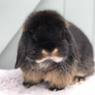 Mini lop wallpaper