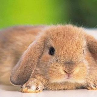 Mini lop wallpaper