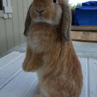 Mini lop wallpaper