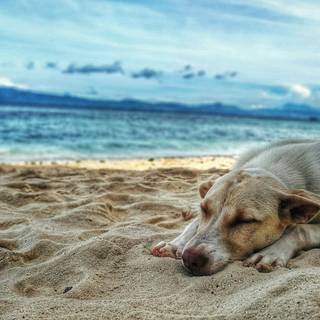 Dog beach wallpaper