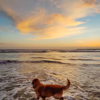Dog beach wallpaper