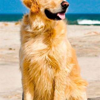 Dog beach wallpaper