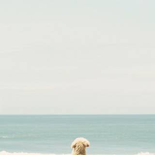 Dog beach wallpaper