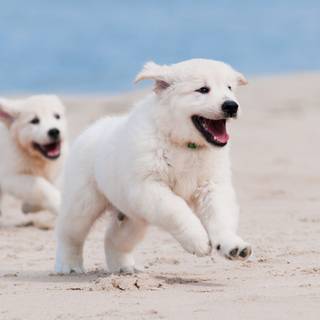 Dog beach wallpaper