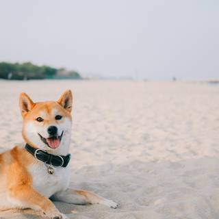 Dog beach wallpaper