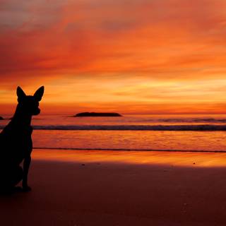 Dog beach wallpaper