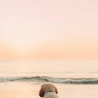 Dog beach wallpaper