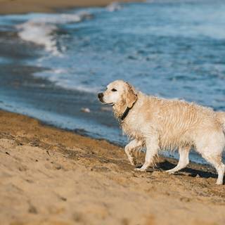 Dog beach wallpaper