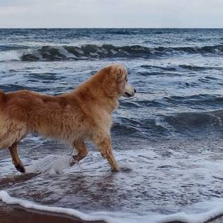 Dog beach wallpaper