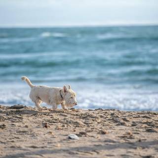 Dog beach wallpaper