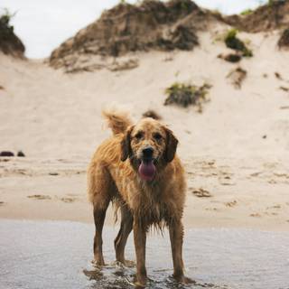 Dog beach wallpaper