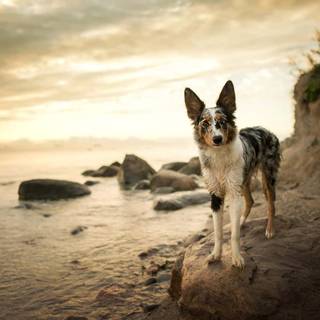Dog beach wallpaper