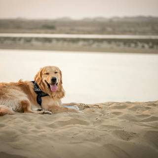 Dog beach wallpaper