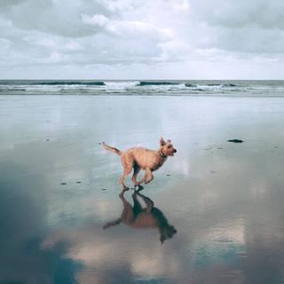 Dog beach wallpaper