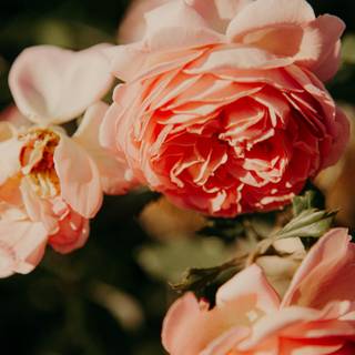 Peach roses wallpaper
