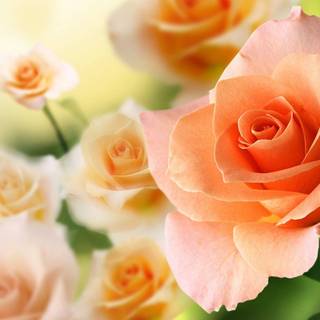 Peach roses wallpaper