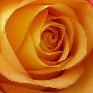 Peach roses wallpaper