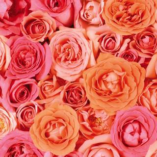 Peach roses wallpaper