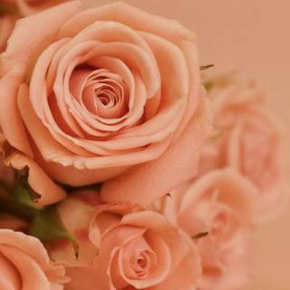 Peach roses wallpaper