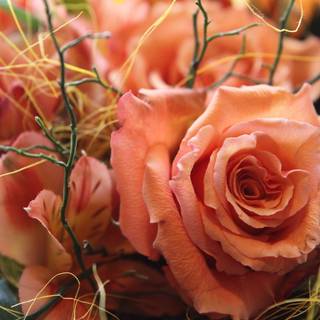 Peach roses wallpaper