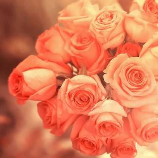 Peach roses wallpaper