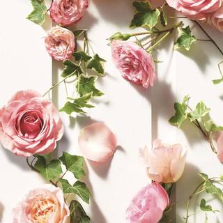 Peach roses wallpaper