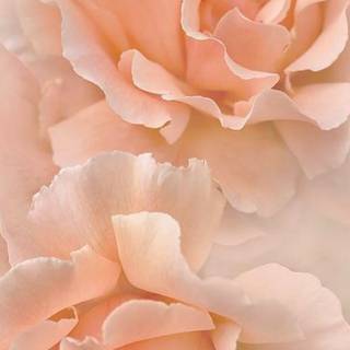 Peach roses wallpaper