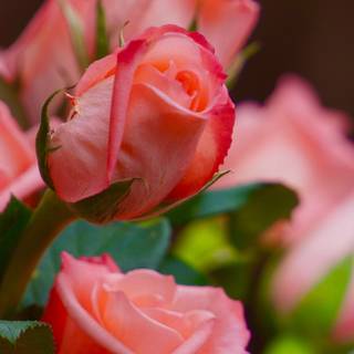 Peach roses wallpaper