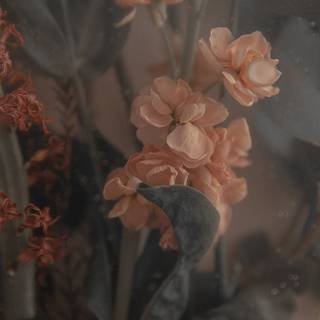 Peach roses wallpaper