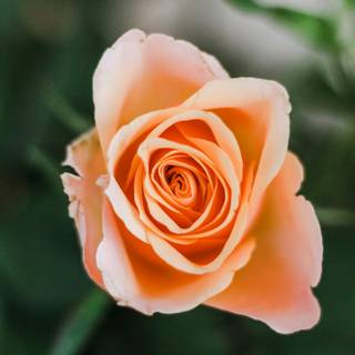 Peach roses wallpaper